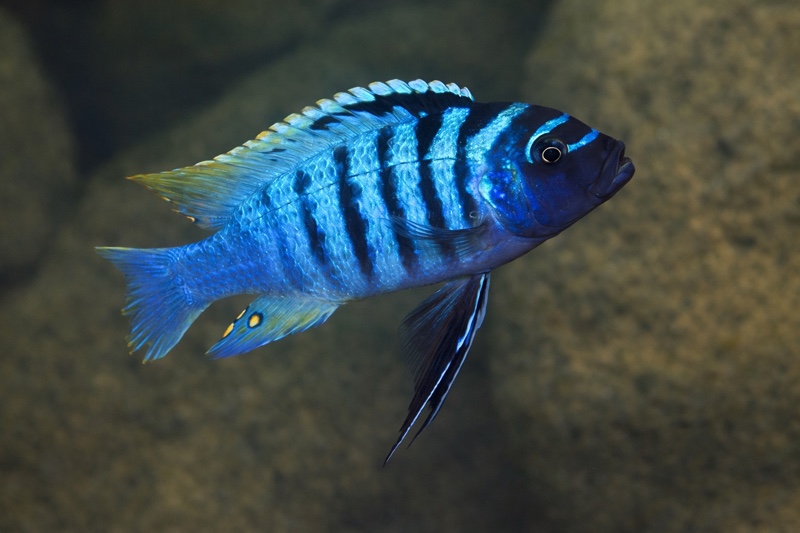 Maylandia fainzilberi 'Ndonga'